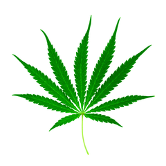Marijuana Leaf Image