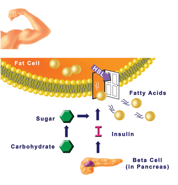 MUSCLE STRENGTH AND HSL HORMONE EFFECTS DRAWING