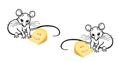 Mice eating high fat chow (cheese)