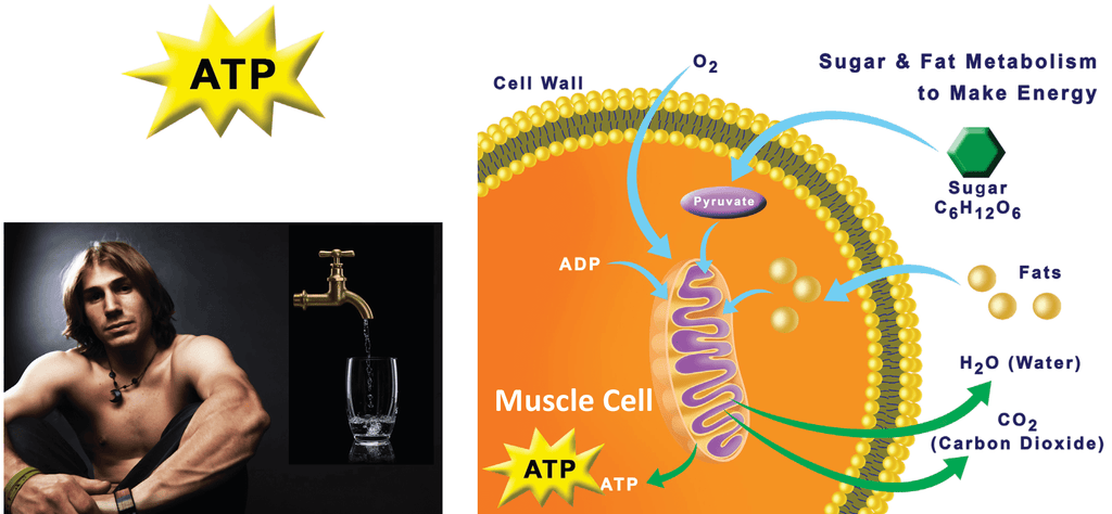 WATER FASTING AT NIGHT EFFECTS ON ATP PRODUCTION DRAWING