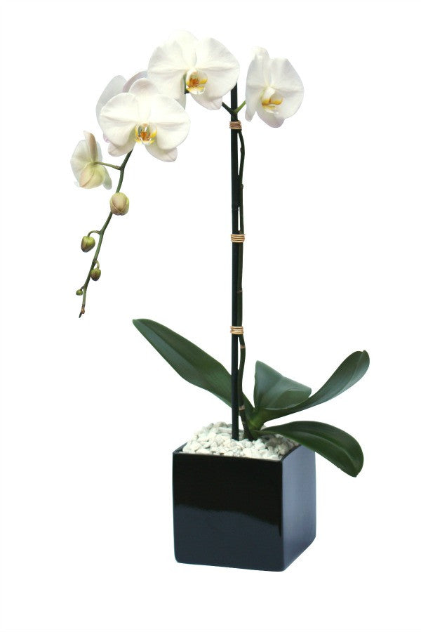 Traditional Fresh White Orchid Plant Anissa Rae Flowers Midtown Ny Anissa Rae Flowers Refinements