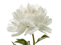 Peony Petal Extract