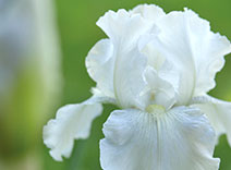 White Iris