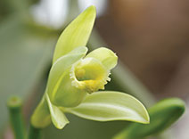 Vanilla Orchid