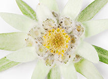 Edelweiss Extract 