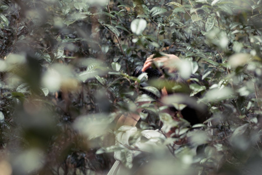 taking photos inside a wild tea forest in Pinglin, Taiwan