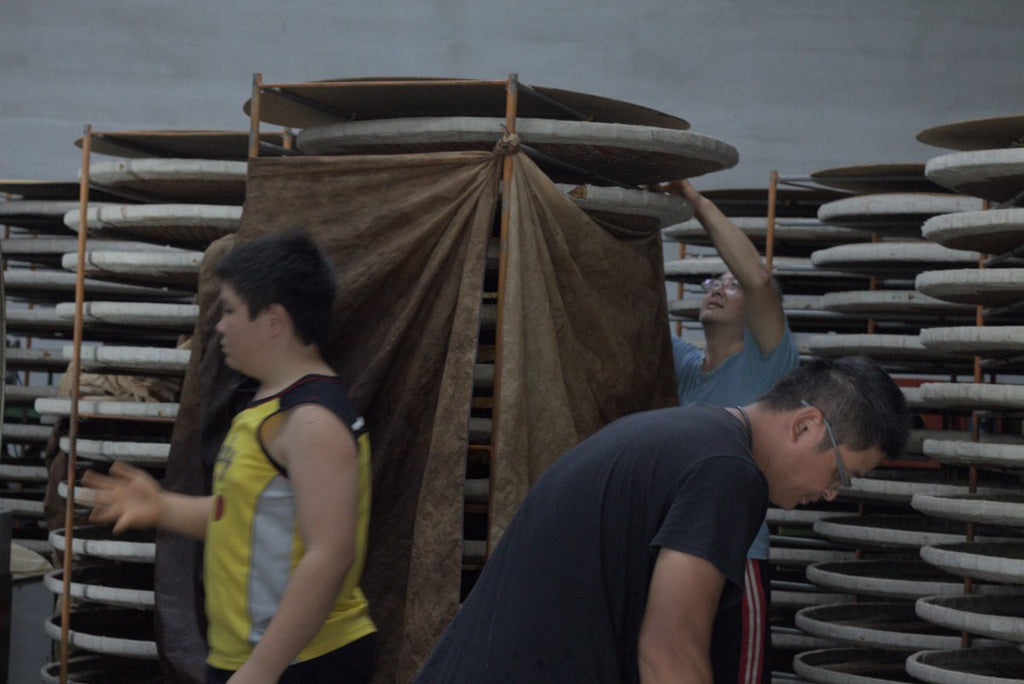 tea master in factory making black tea in Taiwan