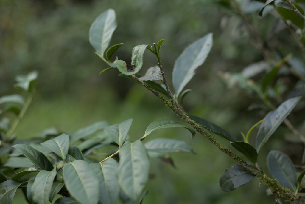 natural farming tea plantation in Taiwan