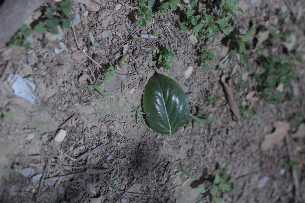 natural farming tea on the ground