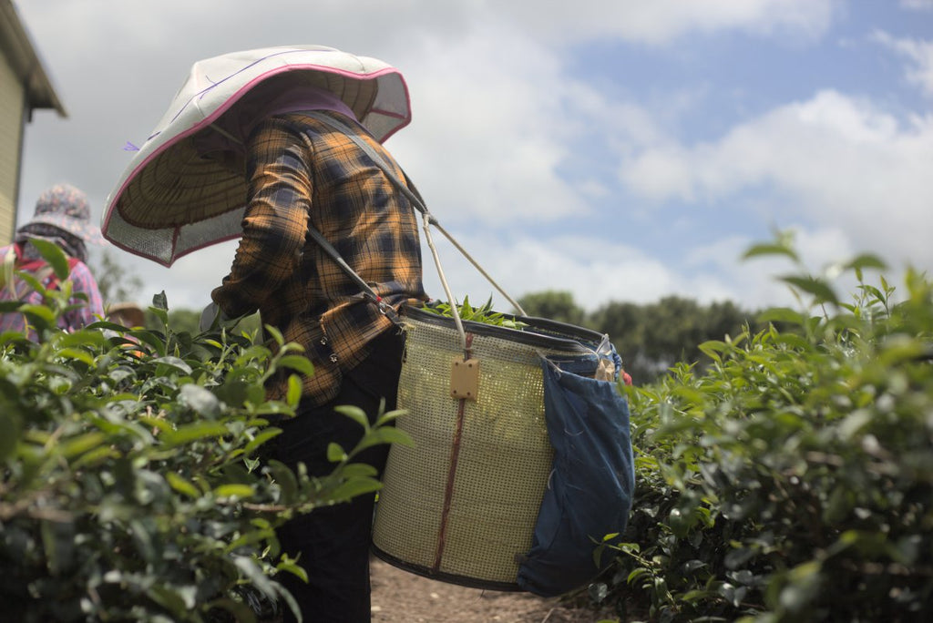 picking tea in summer in tea plantation Taitung