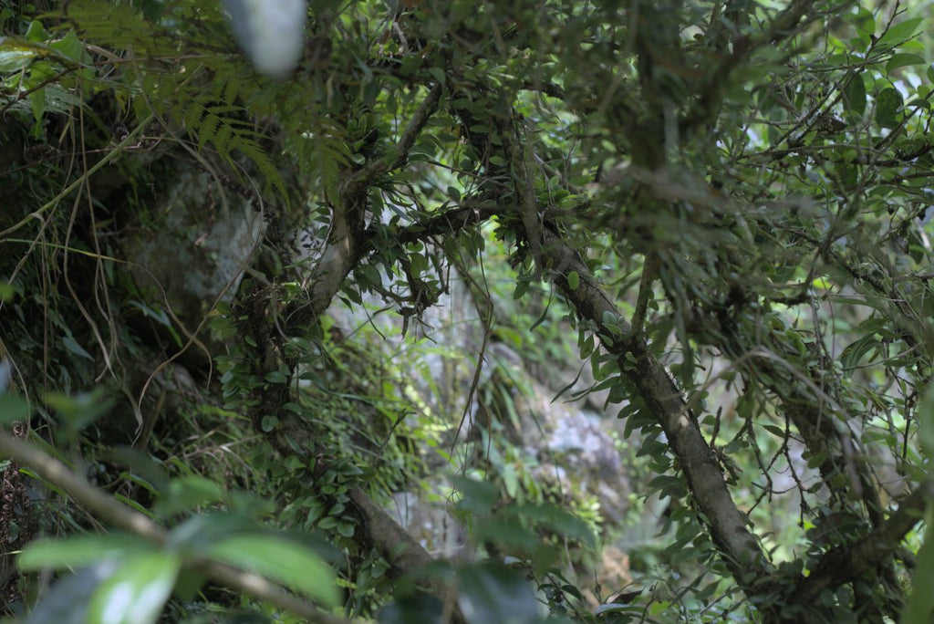 natural farming tea tree in forest Taiwan