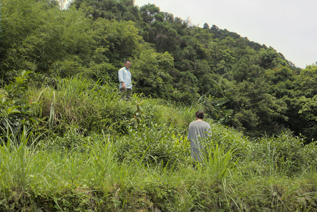 tea master standing in natural farming tea plantation in Taiwan