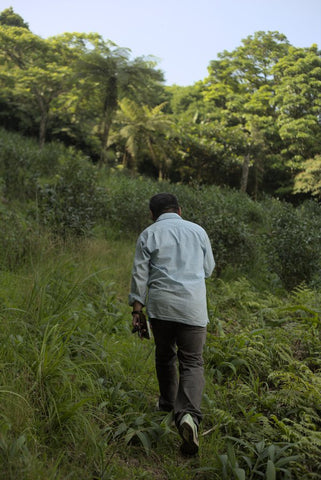 Farmer walks in wild tea farm in Taiwan