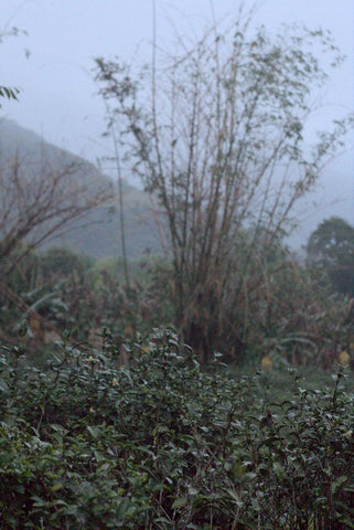 wild tea farm in Taiwan