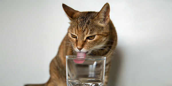 Cat is drinking water from a cup to replenish water