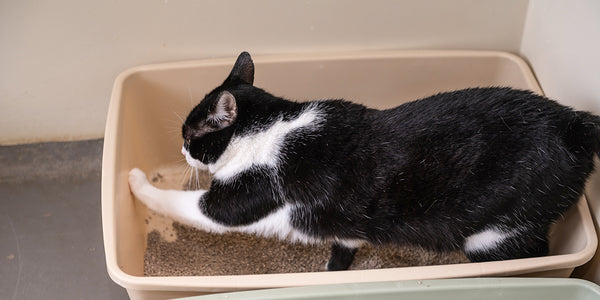 Black and white cat is using the cat litter box