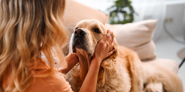 Knowing what to look for will help you spot the moments when your furry companion