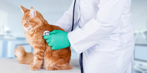 A veterinarian in a white coat and green gloves uses a stethoscope to listen to the heart of a calm orange tabby cat during a checkup.