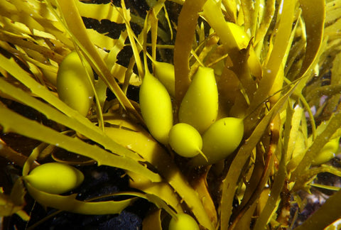 Crayweed closeup