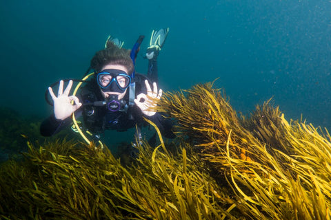 Diver O.K. with crayweed
