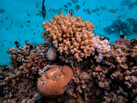 Coral head with fish