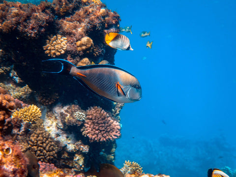 Scuba diving allows you to get up close to the wonders of a coral reef