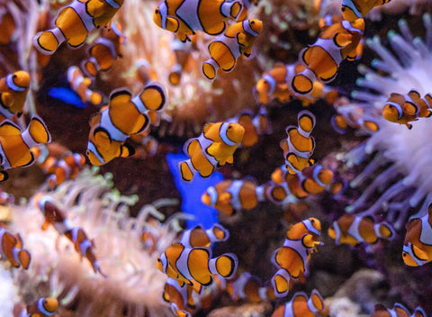 A school of clown fish