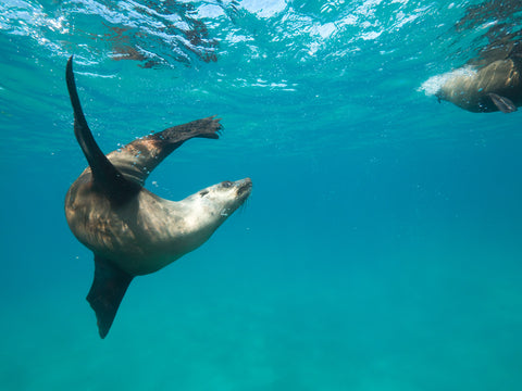 Australian Fur Seal