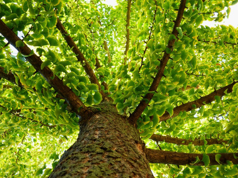 ginko biloba