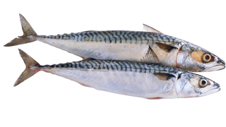 two-sardine-on-white-background-close-up-elevated-view-removebg-preview.png__PID:c4653032-f040-437f-ac9d-268dba0ee5a1