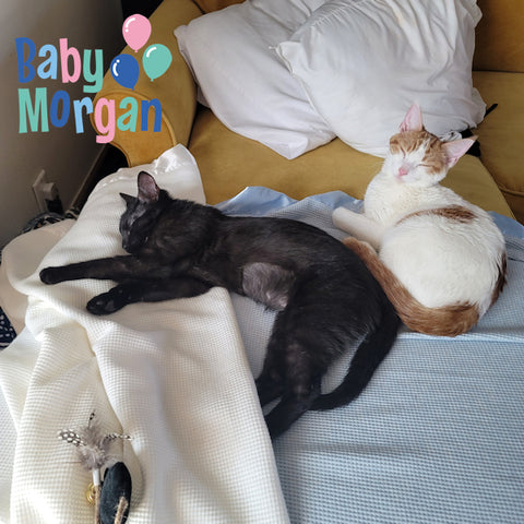 Two cats relaxing with their Baby Morgan blankets.