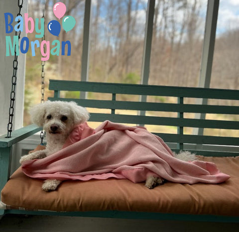 Huxley the dog enjoys his Baby Morgan blanket.