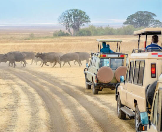una flota de jeeps grises con techos emergentes que transportan grupos de viajeros que corren cerca de búfalos en Masai Mara en safaris guiados en jeep en Kenia
