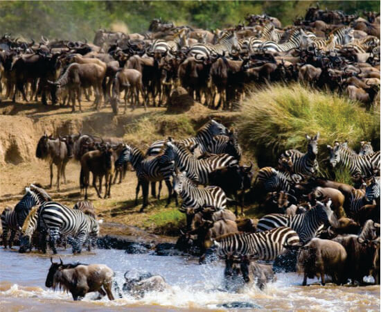 Grand troupeau de gnous et de zèbres traversant la rivière Mara dans le Masai Mara lors d'une grande migration safaris africains