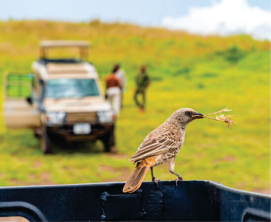 Pájaro de color marrón con hierba en el pico sentado en una camioneta cerca de un jeep gris con tapa emergente y tres viajeros en Masai Mara en safaris de observación de aves Kenia