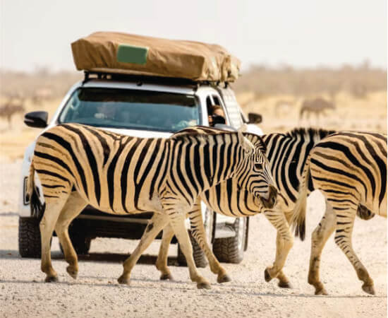 Jeep blanche sur mesure avec porte-bagages sur le toit sur un chemin de terre près de zèbres dans le Masai Mara lors de safaris privés en jeep en Afrique