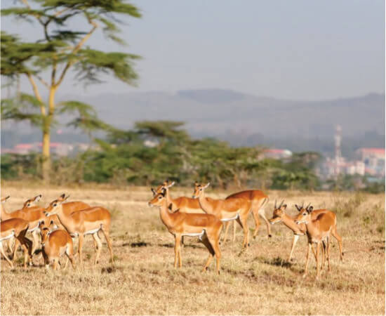 gazelles se reposant sur les plaines du parc national de Nairobi avec vue sur la ville de Nairobi en arrière-plan sur le forfait Nairobi safari Masai Mara