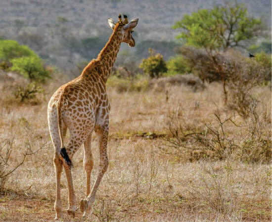 Girafe se promenant dans les prairies du Masai Mara lors de vacances à forfait économiques au safari au Kenya