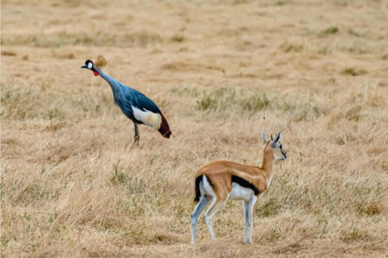 在肯尼亚观鸟之旅中，灰冠鹤在马赛马拉平原上年轻的汤姆森瞪羚附近的高草上行走