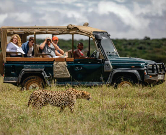 groupe de touristes en jeep verte partagée profitant de la vue majestueuse d'un guépard dans le Masai Mara lors d'un groupe rejoignant des excursions en jeep safari à petit budget