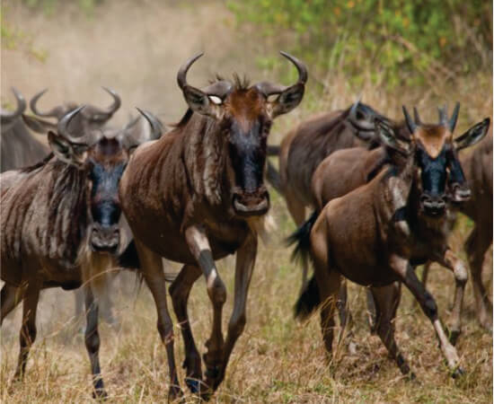 herd of blue wildebeest running across an open plain in Amboseli Kenya on Kenya group tours