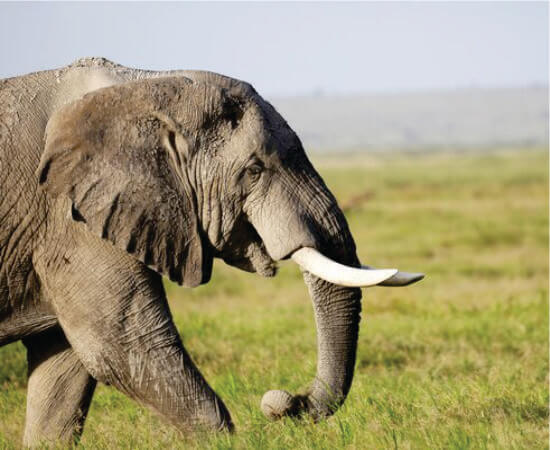 Large African elephant bull walking on tall grass in Masai Mara on 2 week Kenya budget camping safari