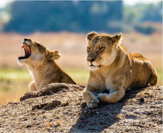regarder un lion et un autre bâiller alors qu'ils se couchent au soleil dans la réserve nationale du Masai Mara sur des forfaits safari de 3 jours au kenya, Masai Mara