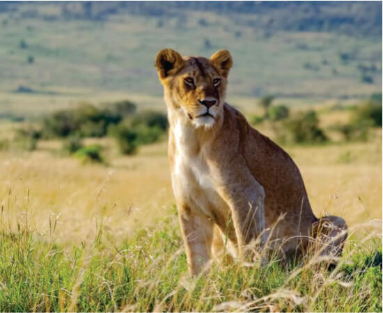 Lionne assise haut dans les hautes herbes et regardant dans le Masai Mara au Kenya Tanzanie safari combiné en Afrique de l'Est