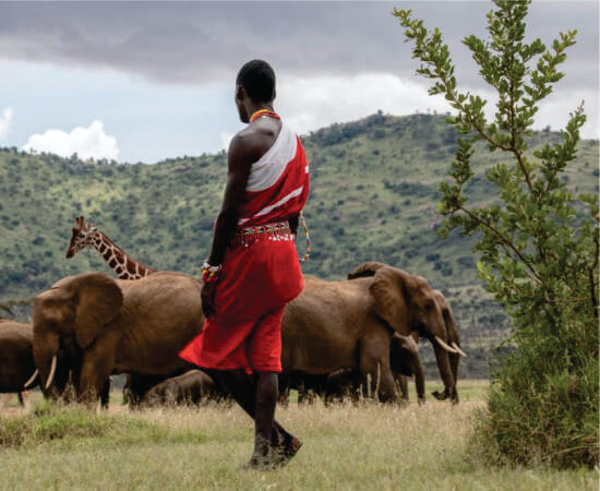 Maasai man in red shuka standing near tree and watching herd of elephants and giraffe in Masai Mara on wildlife safari tour package in Kenya