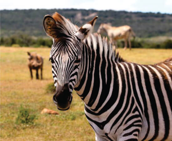 male zebra standing and watching during daytime in Masai Mara plains on 3-day Masai Mara Kenya Safari