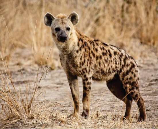 spotted hyena standing in the grass on budget safari in Amboseli and watching curiously on a bright sunny day in Amboseli National Park.