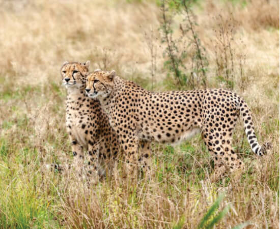 deux guépards regardant et debout dans l'herbe haute du Masai Mara lors de safaris animaliers au Kenya