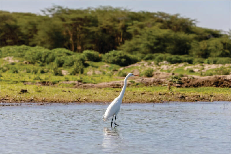 Airone bianco che cammina in acque poco profonde vicino alle rive del lago Nakuru durante il giorno durante i safari di birdwatching in Africa