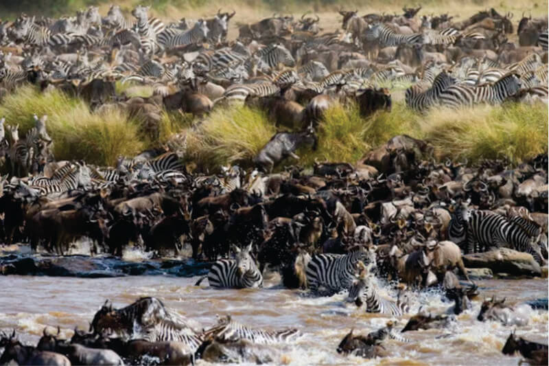 Gnuflokke krydser Mara-floden under Great Migration Kenya på det bedste tidspunkt at besøge Kenya